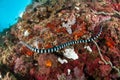 Aquatic sea snake (Laticauda colubrina) is swimming above the various and colorful corals. its called Sea kraits. Royalty Free Stock Photo