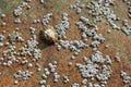 Aquatic snail, limpet shell on a rock Royalty Free Stock Photo