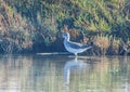 Aquatic Stalkers: Common Greenshank Birds Gliding Above Watery Realm