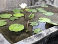 Aquatic Symphony: Immerse Yourself in Water Lily Photography
