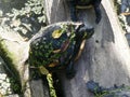 Aquatic turtle in close up at the animal park of Sainte Croix in Moselle Royalty Free Stock Photo