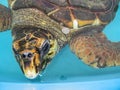 Aquatic turtle close up Royalty Free Stock Photo