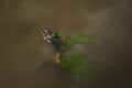 Aquatic turtle with green algae on its head and shell, the animal swims in the pond Royalty Free Stock Photo