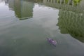 Aquatic turtle in the moat surrounding the Tokyo Imperial Palace, with reflection of the surrounding skyscrapers, Japan Royalty Free Stock Photo