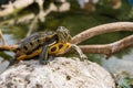 Aquatic turtle Royalty Free Stock Photo