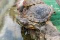 Aquatic turtle Royalty Free Stock Photo