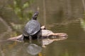 Aquatic Turtle in a pond Royalty Free Stock Photo