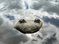 Aquatic turtle sitting on rock in fresh water pond Royalty Free Stock Photo