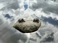 Aquatic turtle sitting on rock in fresh water pond Royalty Free Stock Photo