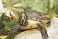 Aquatic turtle Royalty Free Stock Photo