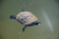 Aquatic turtle swimming in calm greenish pond Royalty Free Stock Photo