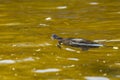 Aquatic turtle swimming