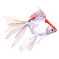 Aquatic underwater colorful tropical fish set. Watercolor background set. Isolated goldfish illustration element. Royalty Free Stock Photo