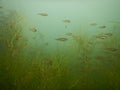 Juvenile roach rutilus rutilus swimming above macrophytes Royalty Free Stock Photo