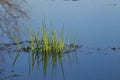 Aquatic Vegetation in Illinois Royalty Free Stock Photo