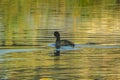 Aquatic Wanderers: Red-gartered Coot Birds Gliding Over Water