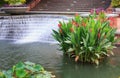 Aquatic Water Garden Frederick Maryland Royalty Free Stock Photo