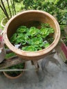 Aquatic water lettuce plant floating on ceramic pot. Royalty Free Stock Photo