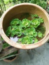 Aquatic water lettuce plant floating on ceramic pot. Royalty Free Stock Photo