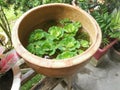 Aquatic water lettuce plant floating on ceramic pot. Royalty Free Stock Photo