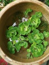 Aquatic water lettuce plant floating on ceramic pot. Royalty Free Stock Photo