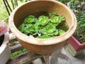 Aquatic water lettuce plant floating on ceramic pot. Royalty Free Stock Photo