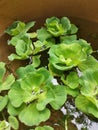 Aquatic water lettuce plant floating on ceramic pot. Royalty Free Stock Photo