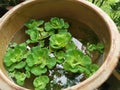 Aquatic water lettuce plant floating on ceramic pot. Royalty Free Stock Photo