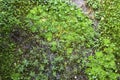 Aquatic Weed background