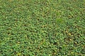 Aquatic weeds grow on canal water habitat Royalty Free Stock Photo
