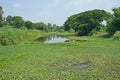 Aquatic weeds grow on canal water habitat