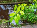 Aquatic Whispers: Dew-laden Leaves Sharing Secrets with the Serene Pond