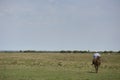 Cowboy in the Brazilian Pantanal wetlands