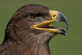 Aquila chrysaetos Royalty Free Stock Photo