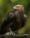 Aquila clanga - eagle Royalty Free Stock Photo