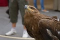 Aquila Rapax Public Exhibition Royalty Free Stock Photo