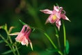 Aquilegia