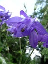Aquilegia alpina Royalty Free Stock Photo