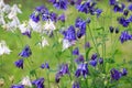 Aquilegia alpina flower. beautiful floral background. Natural background in the summer garden