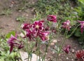 Aquilegia alpine on a background of a green meadow. A species of flowering perennial plant of the genus Aquilegia columbine, the