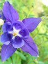 Aquilegia is also called Orlik or catchment