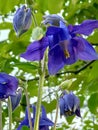 Aquilegia is also called Orlik or catchment