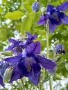 Aquilegia is also called Orlik or catchment