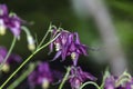 An Aquilegia atrata Royalty Free Stock Photo