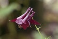 Aquilegia atrata Royalty Free Stock Photo