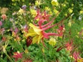 Aquilegia Biedermeier Columbine Flowers