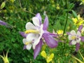 Aquilegia Biedermeier Columbine Flowers