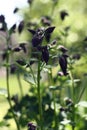 Aquilegia in buds.