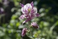 Aquilegia caerulea in bloom, single flower, violet and white