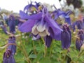Aquilegia caerulea \'Spring Magic Navy & White\' Royalty Free Stock Photo